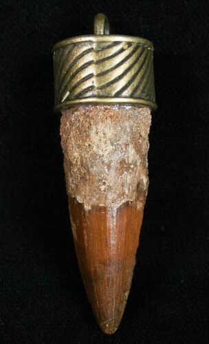 Real Spinosaurus Tooth Pendant - Dinosaur Tooth #11691